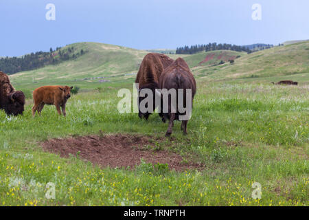 Deux bisons mâles utilisent leurs têtes et corps dans un concours de force avec une mère et son bébé bison regarder à partir de la touche. Banque D'Images