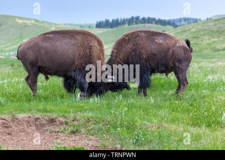 Deux bisons mâles utilisent leurs têtes et cornes dans un concours de force sur l'herbe des prairies, terres de Custer State Park, dans le Dakota du Sud. Banque D'Images