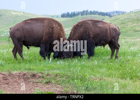 Deux bisons mâles utilisent leurs têtes et cornes dans un concours de force sur l'herbe des prairies, terres de Custer State Park, dans le Dakota du Sud. Banque D'Images