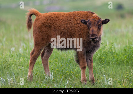 Un mignon bébé le bison et le buffle regarde curieusement les visiteurs dans Custer State Park, dans le Dakota du Sud. Banque D'Images