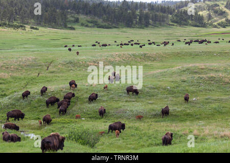 Un groupe de bisons sauvages à pied à travers les collines de la prairie dans Custer State Park, dans le Dakota du Sud. Banque D'Images