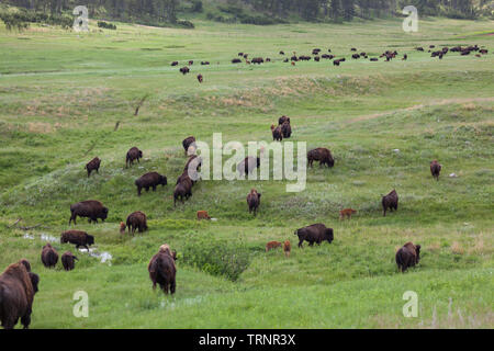 Un groupe de bisons sauvages à pied à travers les collines de la prairie dans Custer State Park, dans le Dakota du Sud. Banque D'Images