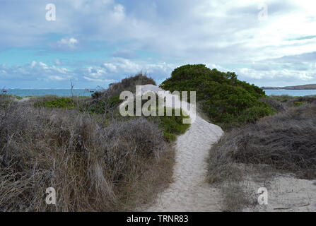 Dunes de sable, d'herbe et de la plage à la Lancelin, Perth, Australie occidentale, WA, de l'Océan Indien, l'Australie Banque D'Images