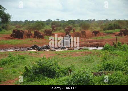 Red Elefant troupeau ayant baignoire dans l'eau trou dans l'Ouest de Tsavo Kenya Safari Afrique Banque D'Images