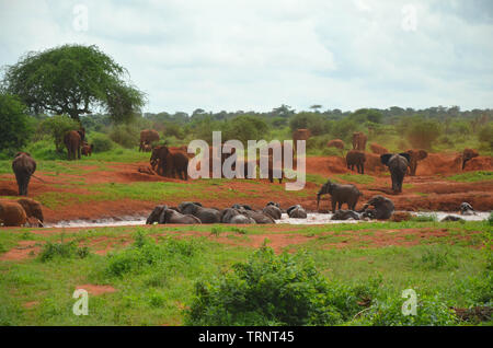 Red Elefant troupeau ayant baignoire dans l'eau trou dans l'Ouest de Tsavo Kenya Safari Afrique Banque D'Images