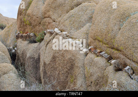Rock monzogranite avec aplitiques (veine rock ignées intrusives), Jumbo Rocks, Joshua Tree National Park, CA, USA 180312 7348 Banque D'Images