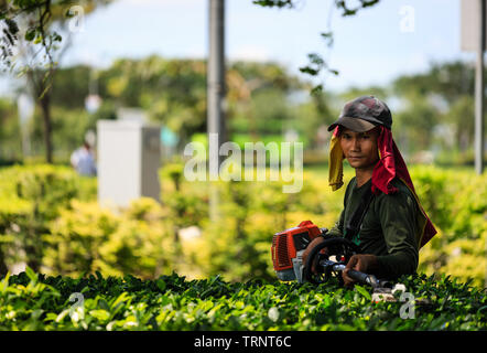 Singapour-13 APR 2019:jardin travailleur est bush coupe dans green land Banque D'Images