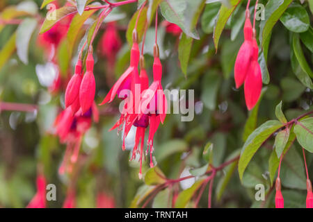 Fuchsia 'Mrs Popple planter des fleurs sur fond de feuillage vert sur une journée de printemps ensoleillée. Banque D'Images