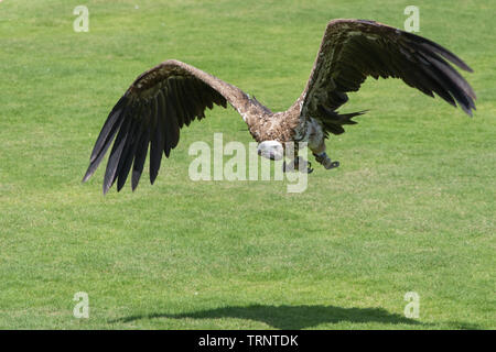 Le vautour fauve (Gyps fulvus) décoller de la terre montrant ses immenses ailes et marcher dans l'herbe verte. Banque D'Images