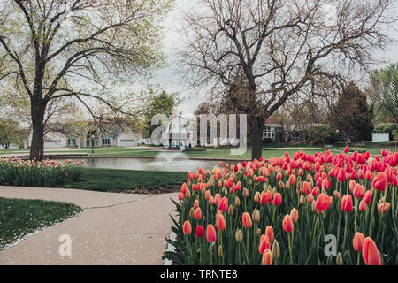 Lits de tulipes colorées dans un parc à Pella, Iowa, États-Unis. Tulipes en fleurs colorées. Moulin à vent hollandais, étang avec de l'eau caractéristique. Tulip Time Festival annuel. Banque D'Images