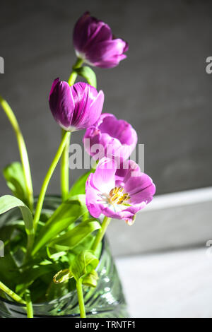 Belles tulipes violet sur l'affichage dans un vase à l'intérieur avec de l'éclairage naturel Banque D'Images