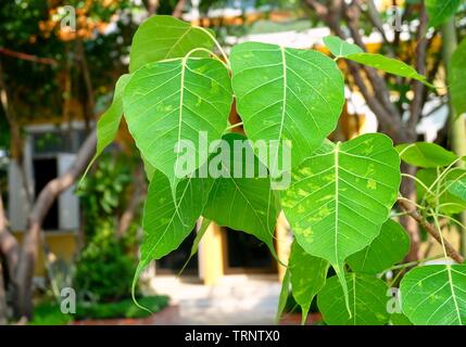 Close Up of Sacred Fig, Arbre de Bodhi ou Ficus Religiosa dans un temple, les symboliques, du bouddhisme. Banque D'Images