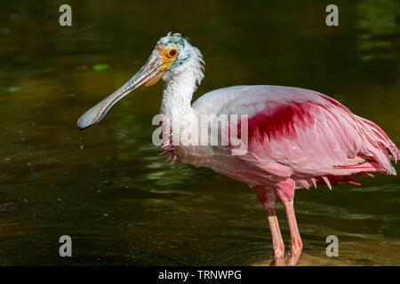 Roseate spoonbill (Platalea ajaja / Ajaia ajaja) s'alimenter dans l'étang, originaire de l'Amérique du Sud, dans les Caraïbes, en Amérique centrale et au Mexique Banque D'Images