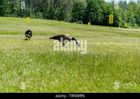 Oies sur un practice de golf Banque D'Images