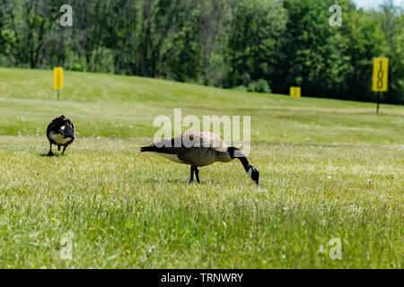 Oies sur un practice de golf Banque D'Images