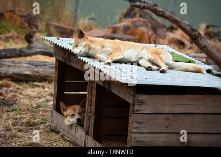 Dormir à Dingos un chenil à Cleland Wildlife Park, Adélaïde, Australie du Sud, SA, Australie Banque D'Images