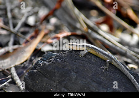 Forêt australienne Skink assis sur le bois à Belair-Nationalpark, Adélaïde, Australie du Sud, Australie Banque D'Images