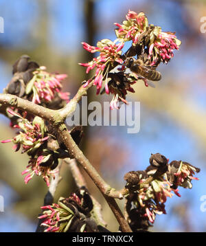 Précoce pour une abeille (Apis mellifera) en février sur ironwood Perse (Parrotia persica) la collecte du pollen des fleurs d'un nectar de amd t Banque D'Images