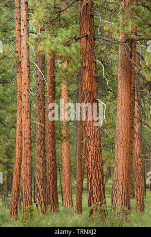 Arbres de pin ponderosa dans la zone naturelle de la rivière Metolius, forêt nationale de Deschutes, centre de l'Oregon. Banque D'Images