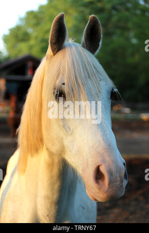Portrait d'un étalon pur sang arabe gris. Libre d'un jeune cheval de race pure. Les jeunes de race cheval arabe shagya posant à l'heure d'or sur un milieu rural Banque D'Images