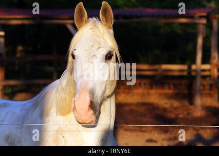 Portrait d'un étalon pur sang arabe gris. Libre d'un jeune cheval de race pure. Les jeunes de race cheval arabe shagya posant à l'heure d'or sur un milieu rural Banque D'Images