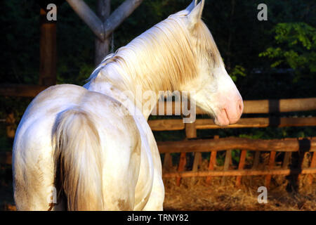 Portrait d'un étalon pur sang arabe gris. Libre d'un jeune cheval de race pure. Les jeunes de race cheval arabe shagya posant à l'heure d'or sur un milieu rural Banque D'Images