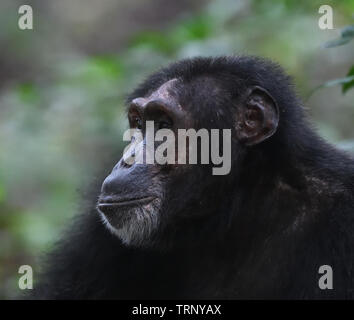 Portrait d'un chimpanzé (Pan troglodytes) se détendre après une matinée de nourriture. La Forêt de Kibale National Park, Uganda. Banque D'Images