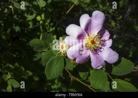 Belle Virginia Rose Wildflower (Rosa virginiana Flower) avec pétales de couleur rose et fond de feuilles vertes. Jardin naturel ensoleillé du printemps Banque D'Images