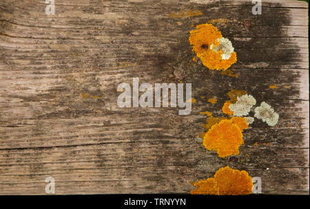 Ancien en bois brun texture background avec lichen jaune Banque D'Images