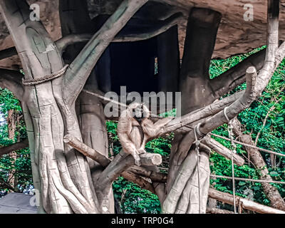 Les animaux sauvages au zoo de Chiang Mai, Thaïlande Banque D'Images