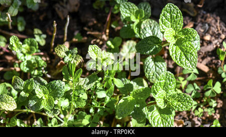 Jardins familiaux de menthe dans un récipient pot au soleil avec du compost et de fraîcheur. C'est une herbe utilisée pour l'arôme et fins culinaires Banque D'Images