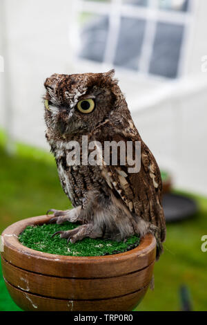 Petit Hibou - Megascops kennicotti - à Rhu village gala, Argyll, Scotland Banque D'Images