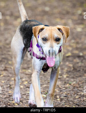 Jeune mâle beagle mix trottant sur chemin de copeaux de bois dans le parc pour chiens. Banque D'Images
