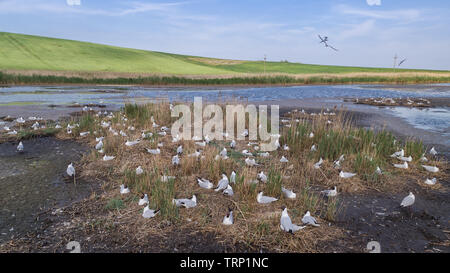 Colonie de mouettes dans le Delta du Danube, Roumanie Banque D'Images