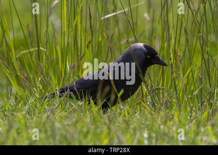 Choucas. Corvus monedula. Adulte seul la chasse pour la nourriture dans l'herbe haute. Frise orientale, la Basse-Saxe. L'Allemagne. Banque D'Images