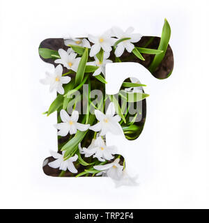 La lettre F de l'alphabet anglais de petites fleurs chionodoxa blanc Banque D'Images