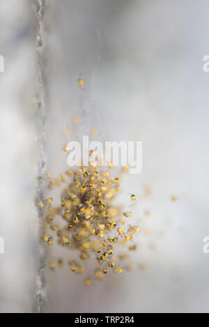 Des centaines de minuscules araignées bébé dans une boule sur un web araignées sur un pas concret dans le jardin. Banque D'Images