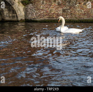 Couple de cygnes sur le canal de Bruges. Magnifique swan couple tourné dans la ville la plus romantique au monde - Bruges, Belgique. Banque D'Images