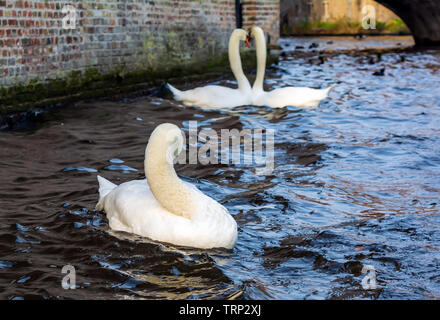 Seul sur le canal de Bruges swan avec couple de cygnes dans l'arrière-plan. Beaux cygnes tourné dans la ville la plus romantique au monde - Bruges, Banque D'Images