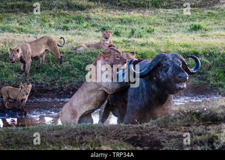 Lionnes, partie d'une fierté, d'enlever un buffle dans le cratère du Ngorongoro, en Tanzanie. Cooperativelly la chasse. Les lions sont souvent tués par buffle tout en essayant d'enlever et de tuer ce dangereux animal. Banque D'Images