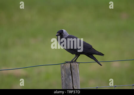 Choucas. Corvus monedula. Seul adulte sur clôture.. L'Allemagne. Banque D'Images