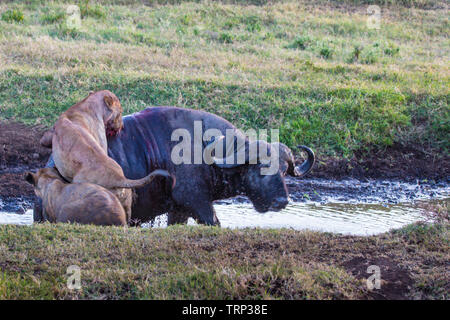 Lionnes, partie d'une fierté, d'enlever un buffle dans le cratère du Ngorongoro, en Tanzanie. Cooperativelly la chasse. Les lions sont souvent tués par buffle tout en essayant d'enlever et de tuer ce dangereux animal. Banque D'Images