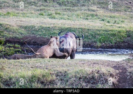 Lionnes, partie d'une fierté, d'enlever un buffle dans le cratère du Ngorongoro, en Tanzanie. Cooperativelly la chasse. Les lions sont souvent tués par buffle tout en essayant d'enlever et de tuer ce dangereux animal. Banque D'Images