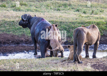 Lionnes, partie d'une fierté, d'enlever un buffle dans le cratère du Ngorongoro, en Tanzanie. Cooperativelly la chasse. Les lions sont souvent tués par buffle tout en essayant d'enlever et de tuer ce dangereux animal. Banque D'Images