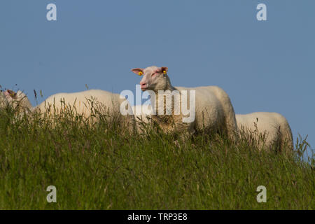 Les moutons contre un ciel bleu. Frise orientale, la Basse-Saxe. L'Allemagne. Banque D'Images