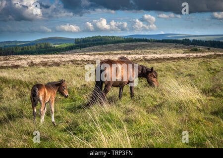 Un nouveau-né poulain Dartmoor sauvages vise la protection de la mère c'est sur la Lande venteuse près de Postbridge. Banque D'Images