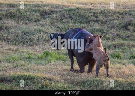 Lionnes, partie d'une fierté, d'enlever un buffle dans le cratère du Ngorongoro, en Tanzanie. Cooperativelly la chasse. Les lions sont souvent tués par buffle tout en essayant d'enlever et de tuer ce dangereux animal. Banque D'Images