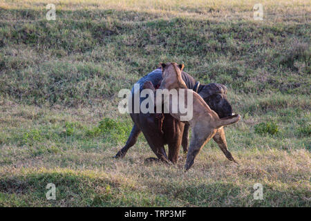 Lionnes, partie d'une fierté, d'enlever un buffle dans le cratère du Ngorongoro, en Tanzanie. Cooperativelly la chasse. Les lions sont souvent tués par buffle tout en essayant d'enlever et de tuer ce dangereux animal. Banque D'Images