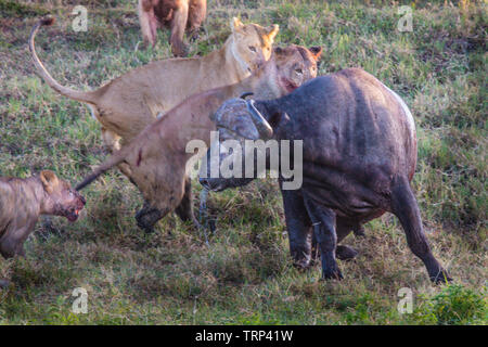 Lionnes, partie d'une fierté, d'enlever un buffle dans le cratère du Ngorongoro, en Tanzanie. Cooperativelly la chasse. Les lions sont souvent tués par buffle tout en essayant d'enlever et de tuer ce dangereux animal. Banque D'Images