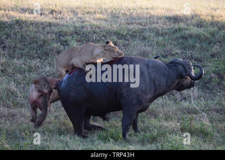 Lionnes, partie d'une fierté, d'enlever un buffle dans le cratère du Ngorongoro, en Tanzanie. Cooperativelly la chasse. Les lions sont souvent tués par buffle tout en essayant d'enlever et de tuer ce dangereux animal. Banque D'Images